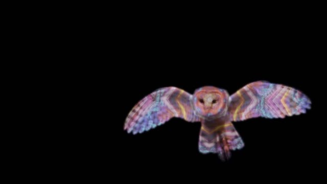 *beautiful owl flight*