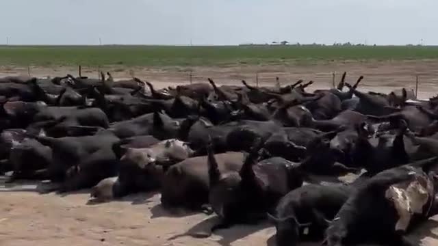 THOUSANDS OF DEAD CATTLE IN KANSAS FAMINE COMING SOON