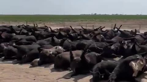 THOUSANDS OF DEAD CATTLE IN KANSAS FAMINE COMING SOON