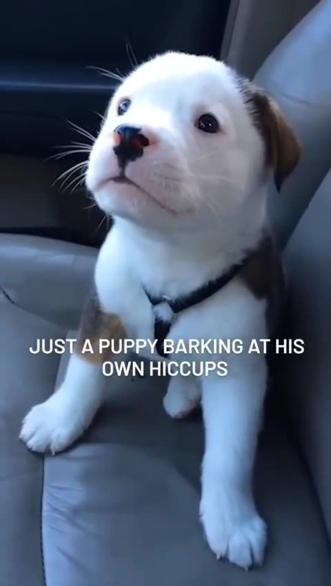 Just a puppy barking at hit own hiccups 😘