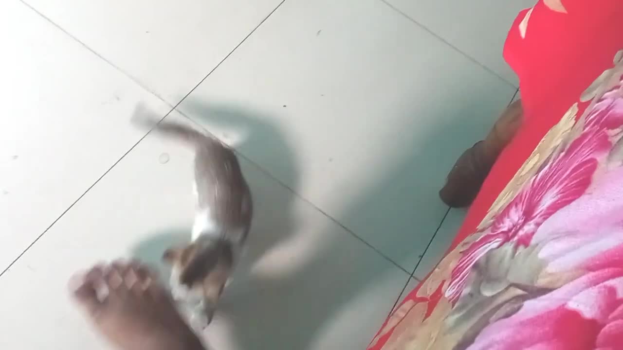 So Funny Cat Video 2021 (Cat VS Foot)