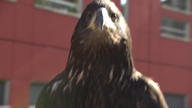 Eagle attacks the Drone