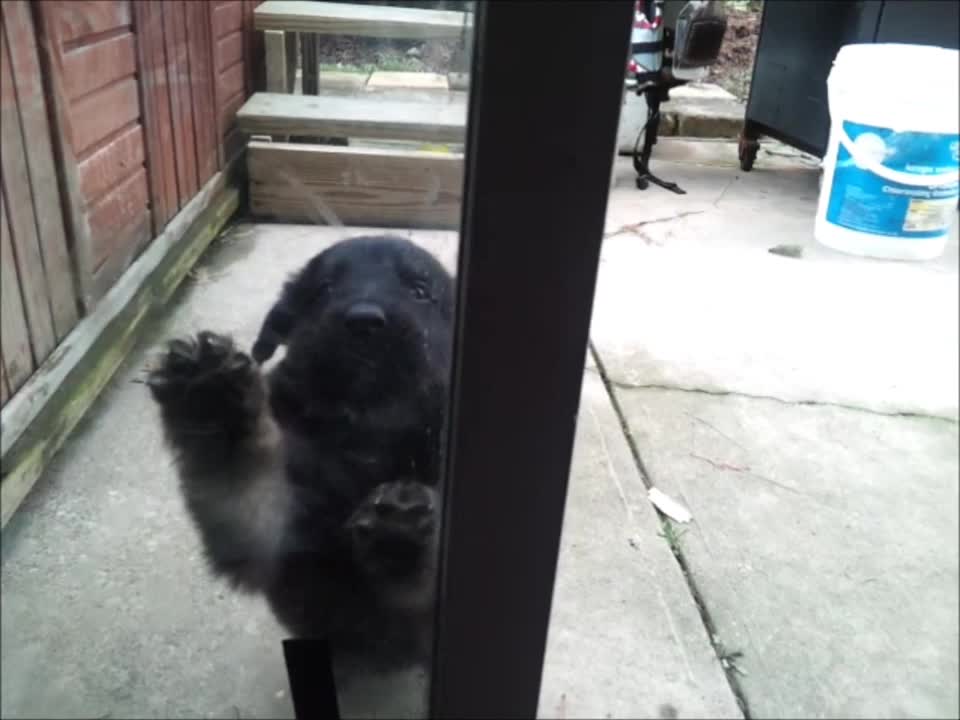 Funny Dog How to crying ! This Dog Doesn't Realize The Sliding Glass Door Is Open