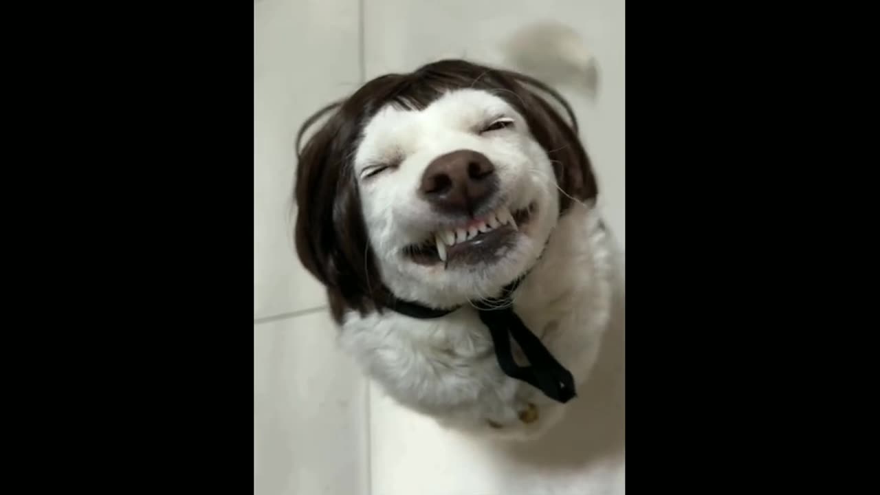 Funny Animal Compilation to Brighten Your Day! 🐾😂