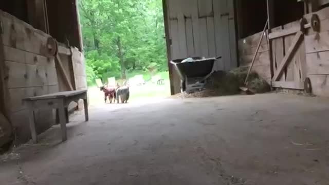 Goats babies in pajamas