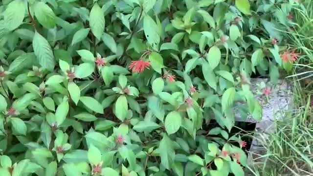 The plant has a beautiful bright red flower.