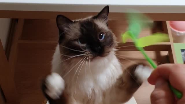 Clapping cat