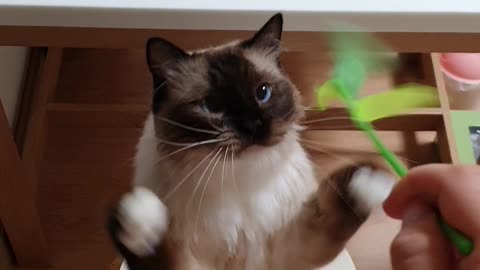 Clapping cat