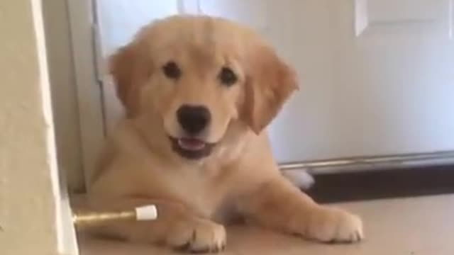 Litle Dog