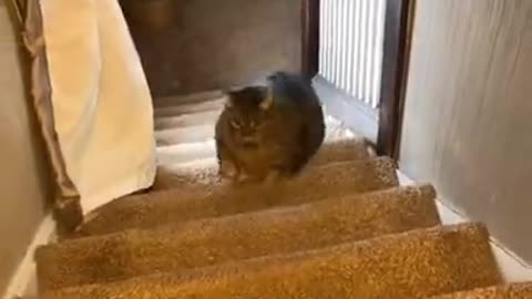 🤣 Funniest Cats - Awesome Funny Pet Animals Videos 😇 (6)