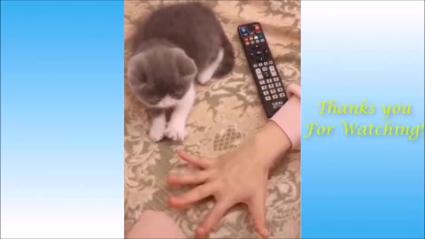 little animals that moves anyone who is cute