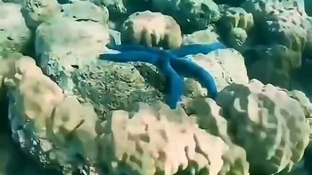 The blue starfish