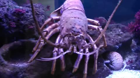 Lobster