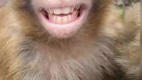 Monkey funyy video in the world