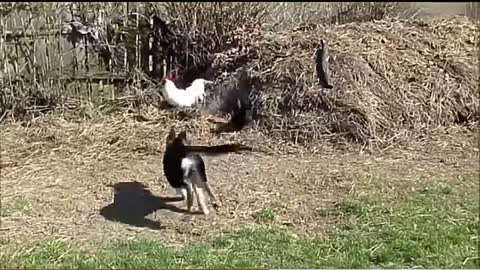 Hunting Dog and chicken.