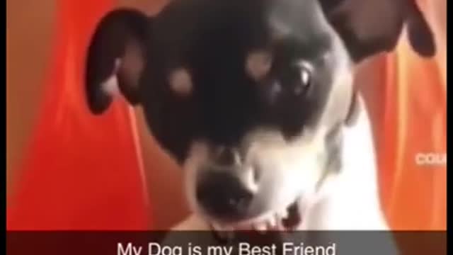 My dog is my best friend😍🥰🥰🐕🐕🐕🐕Watching funny baby dogs is the hardest try not to laugh challenge