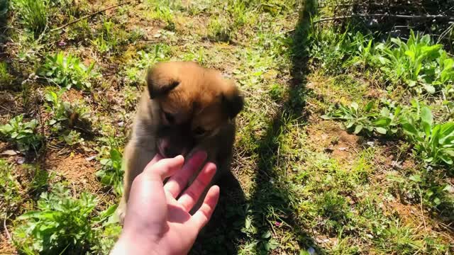 Playing with cute little puppies