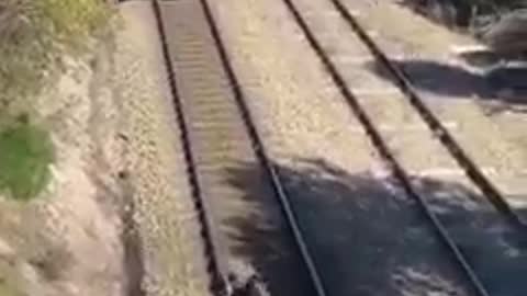 Man saves dog's life on a railway track....