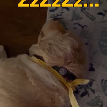 Freshly Groomed Puppers Are EXHAUSTED! #springerspaniel #Goldenretriever #shortsviral #puppy #dog