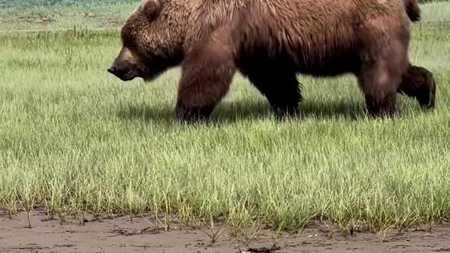 Enjoy Amazing brown bear at this incredible Alaska wilderness camp ?