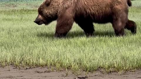 Enjoy Amazing brown bear at this incredible Alaska wilderness camp ?