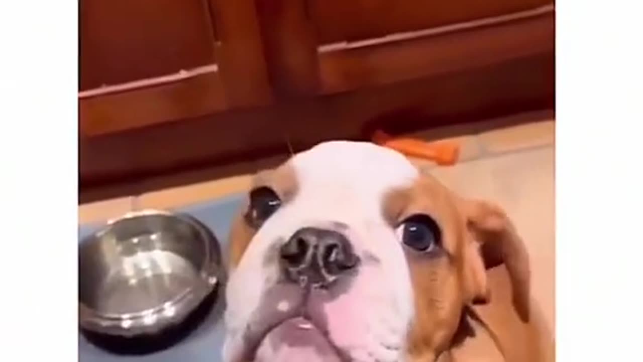 Funny dogs compilation 2