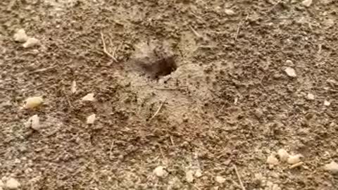 Ant house . How ant leaves together