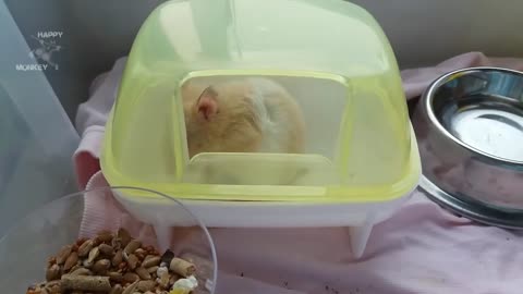 Crazy Hamster Falling Compilation