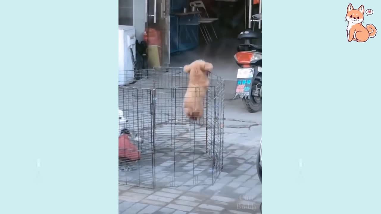 Cute Puppy trying to jump out.