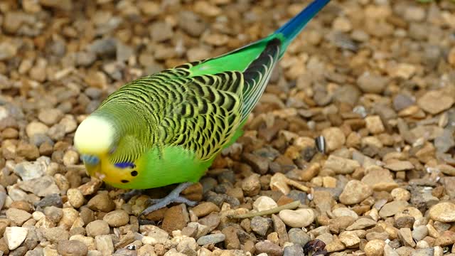 Parrot bird and its beautiful colors