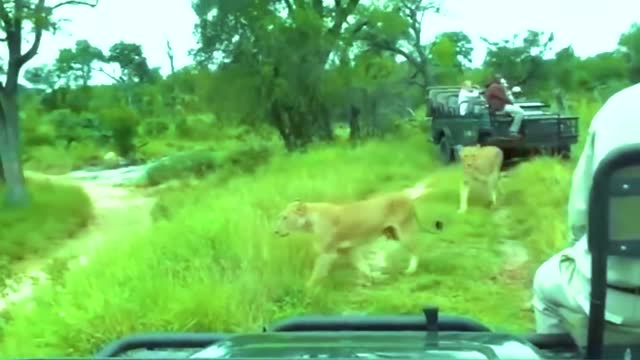 lion attacks at lion park