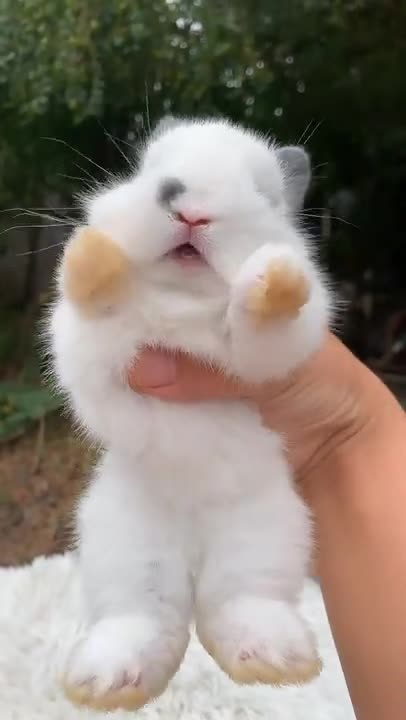 Cute Rabbit Lovely little Bunny videos #shorts #pet #Rabbit #Bunny