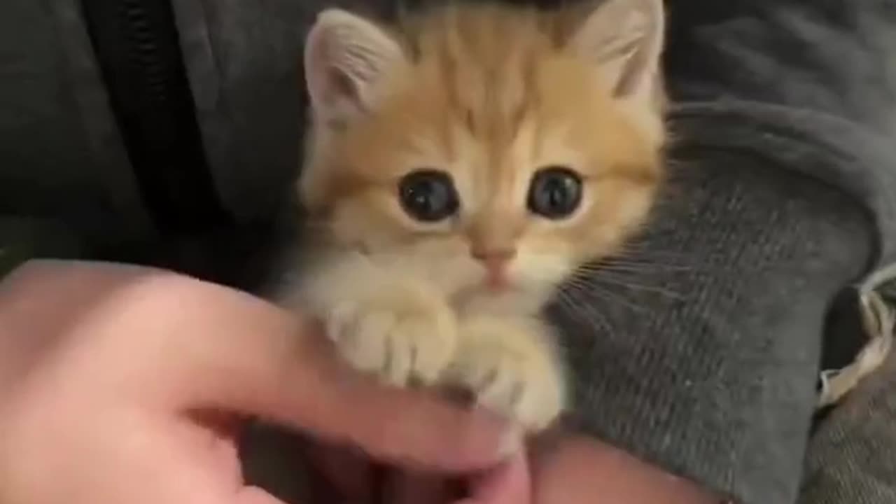 A cat who wants to put his hand on top