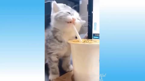 Cut Cat Try To Swimming | Animals Funny Moment | Try To Don't Laugh