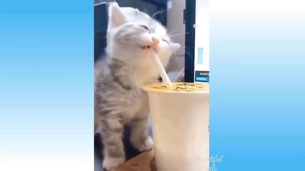 Cut Cat Try To Swimming | Animals Funny Moment | Try To Don't Laugh