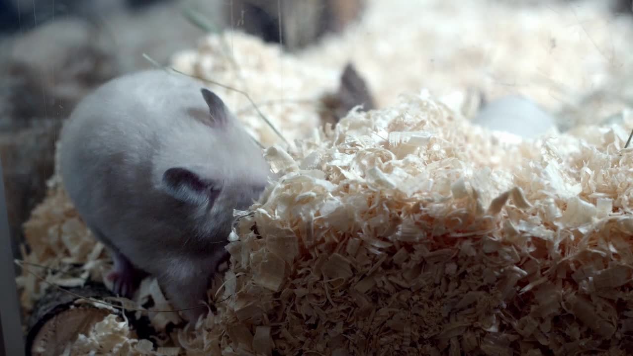 CUTE Hamster try to reach food