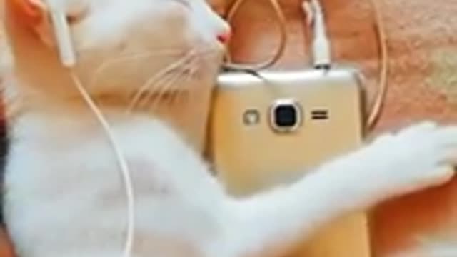 Funny cat videos funny dog video cat's meow meow meow