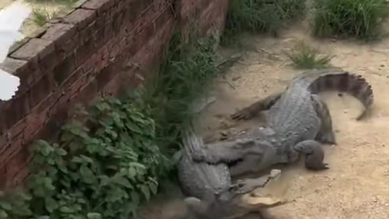 1 pigeon vs 10 crocodiles