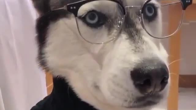 This Husky Dog Can't Be Real | Looks like a math teacher with the glasses on 🐶👓