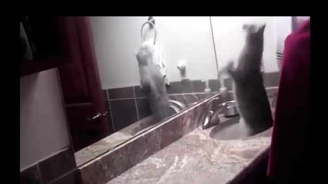 Watch the Legendary Ninja Cats