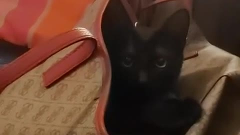 Kitten trying to eat my bag