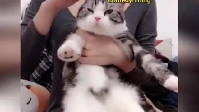 Cats are so funny you will die laughing - Funny cat compilation01