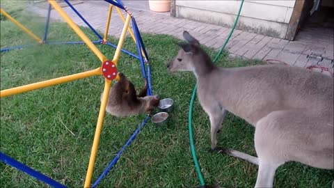 Baby Sloths Being funny and cute