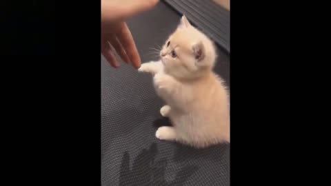 the funniest and cutest pet videos