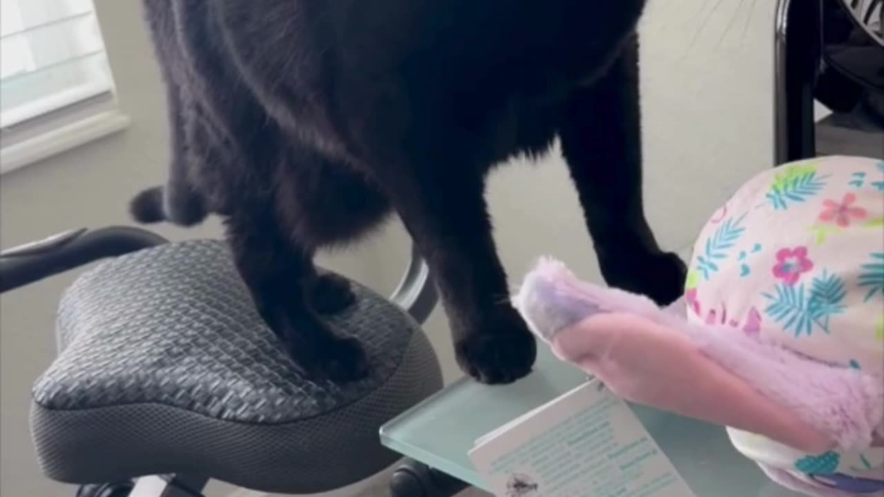 Cute Precious Piper Finishes Her Exercise - Adopting a Cat from a Shelter Vlog #shorts