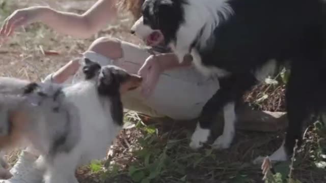 Happy puppy adorably overjoyed with new dogs 2022