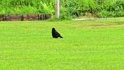 Raven crying in a meadow / beautiful black bird on the grass.