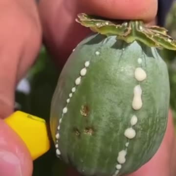 Beautiful poppy flower