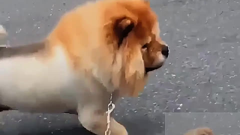 poodle