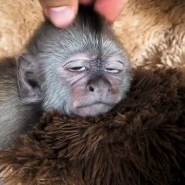 can’t handle the cuteness!!! His little eye rolled back. He was so relaxed.